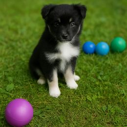 Pomsky Puppies from Rustic Pomskies