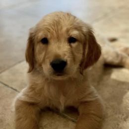 Golden Retrievers from KZAAM Golden Retreiver Of Arizona
