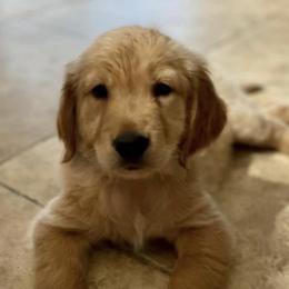 Golden Retrievers from KZAAM Golden Retreiver Of Arizona