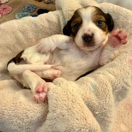 Elton - Piebald male Dachshund puppy in Hensley, Arkansas from The Dachshund Barn