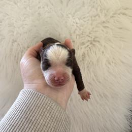 Scarlett - Red tri-color female Australian Shepherd puppy in Cushing, Oklahoma from Midwest Aussies