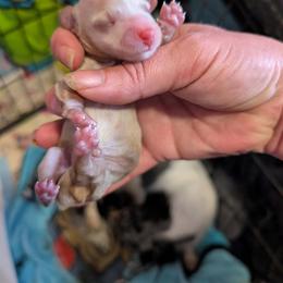 Cream CKC girl - Cream female Dachshund puppy in Madisonville, Tennessee from LaRose Farms Kennels