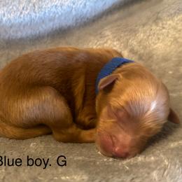Blue collar boy-G - Red  male Goldendoodle puppy in Vian, Oklahoma from Dog Days Doodles