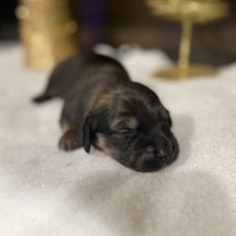 Boy 2 - Cream male Dachshund puppy in Palestine, Texas from Doxie Den🐾