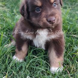 Canyon Briar - Red tri male Miniature Australian Shepherd puppy in Muskogee, Oklahoma from Tagalong Lane Australian shepherds
