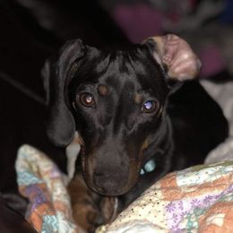 Charlie - Dachshund