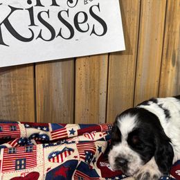 English Springer Spaniel Puppies from Crafts Springer Love