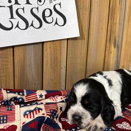 English Springer Spaniel Puppies from Crafts Springer Love