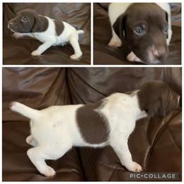 Boy 3 - White and liver male German Shorthaired Pointer puppy in Cleveland, Georgia from C&M Kennel