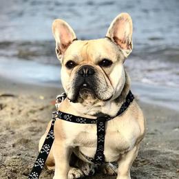 Apollo - French Bulldog