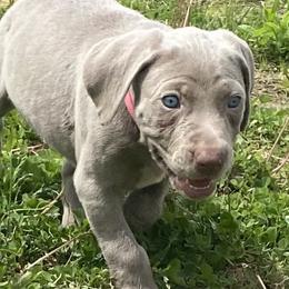 Weimaraner Puppies from georgous weimaraner's and other pure breds