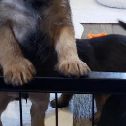 Border Terrier Puppies from Cornerstone Border Terriers