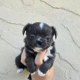 Blue - Blue and white male Chihuahua puppy in Vineland, New Jersey from Royal Companion's