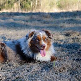 Frankie - Miniature Australian Shepherd