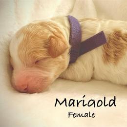 Girl 5 - Yellow and white female Bernedoodle puppy in Pottstown, Pennsylvania from Willow-Be Doodles