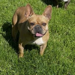 Companion Cross puppies from High Plains French Bulldogs,Boston Terriers and Frenchtons.