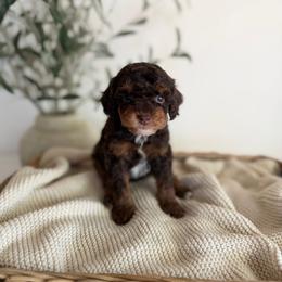 BREW - Chocolate male Goldendoodle puppy in Ivins Utah, Utah from Luxi Paws Doodles