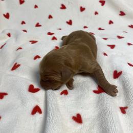 Woods (Boy 4) - Dark golden male Golden Retriever puppy in Stigler, Oklahoma from Red MAX Golden Retrievers