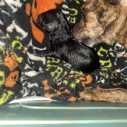 Puppy 1 - Black male Chihuahua puppy in Folsom, Louisiana from Garrett’s Chihuahuas and Poodles