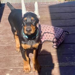 Boy 2 - Black and rust male Doberman Pinscher puppy in Santa Clarita, California from Riviera Dobermans