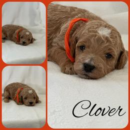 Clover - Red  male Poodle puppy in Dayton, Texas from Wolfe Island Poodles