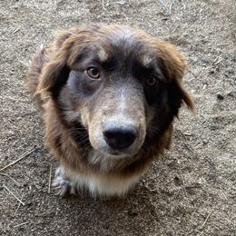 Nellie - Australian Shepherd