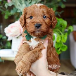 Flick - Red  male Goldendoodle puppy in Salado, Texas from Red Ranch Dogs
