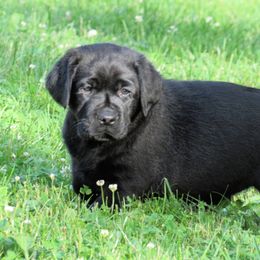 Labrador Retriever Puppies from Treasure Mountain Labrador Retrievers