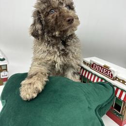 Rudolph - Merle male Cavapoo puppy in Austin, Texas from Doodles of Central Texas