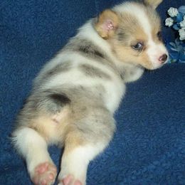 Australian Cattle Dog and Pembroke Welsh Corgi Puppies from Heelers in Texas