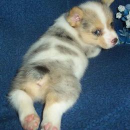 Australian Cattle Dog and Pembroke Welsh Corgi Puppies from Heelers in Texas