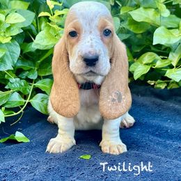 Twilight - Red and white female Basset Hound puppy in Dingess, West Virginia from Tuckers' Howling Hounds