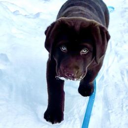 Labrador Retriever Puppies from Laurie & Joe's Labs