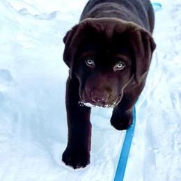 Labrador Retriever Puppies from Laurie & Joe's Labs