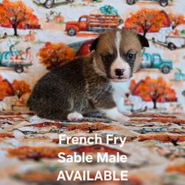 French Fry - Sable male Pembroke Welsh Corgi puppy in Briggsdale, Colorado from Lovebird Corgis