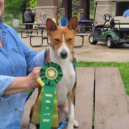 Memphis - Basenji
