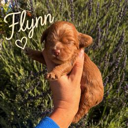 Flynn - Red male Cockapoo puppy in Millville, California from Hope Lane Kennels