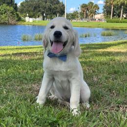 Clifford - Light golden male Golden Retriever puppy in Lehigh Acres, Florida from Puppy Love