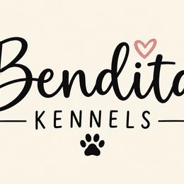 Dachshunds from Bendita Kennels