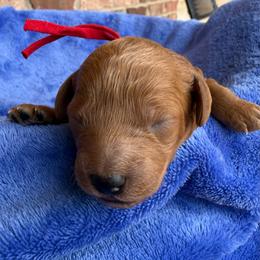 Red collar - Red  female Poodle puppy in Huntsville, Alabama from Flint River Poodles