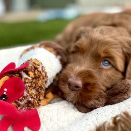 Australian Labradoodle Puppies from Cascade Canyon Labradoodles