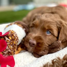 Australian Labradoodle Puppies from Cascade Canyon Labradoodles