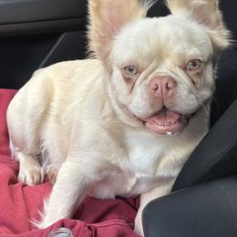 Penelope - French Bulldog