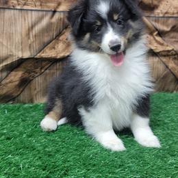Nala - Black white and tan female Shetland Sheepdog puppy in Conway, Missouri from Brooks's little darlings