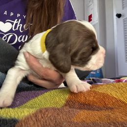 Yellow boy - White and liver male English Springer Spaniel puppy in Lufkin, Texas from Shifletknights Springer Spaniels