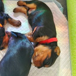 Cavalier King Charles Spaniel Puppies from Gigi's Cavalier Puppies