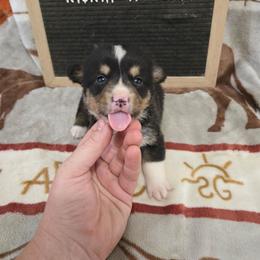 Jesse - Black and tan male Pembroke Welsh Corgi puppy in Chariton, Iowa from Kickin It Acres BCs