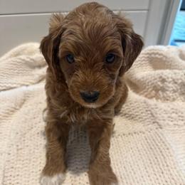 Boy 2 - Apricot male Goldendoodle puppy in Godley, Texas from Godley Designer Doodles