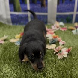 Black and Cream Wirehair Female - Black and cream female Dachshund puppy in Killeen, Texas from Southern Dachshunds
