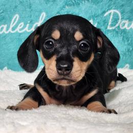 Baguette - Black and tan female Dachshund puppy in Mount Sherman, Kentucky from Kaleidoscope Dachshunds and Whippets
